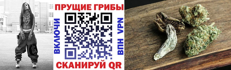 Галлюциногенные грибы Cubensis  где купить наркоту  Покачи 